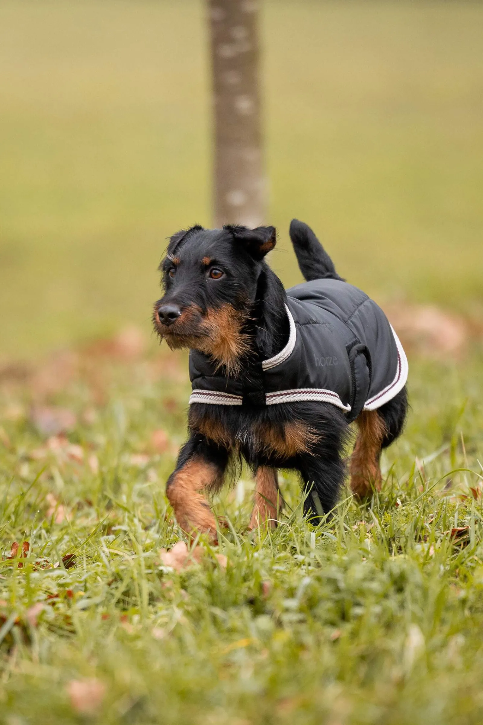 Clearance Sudbury 2-in-1 Dog Rug, 0g, 100g Dog Rugs & Coats