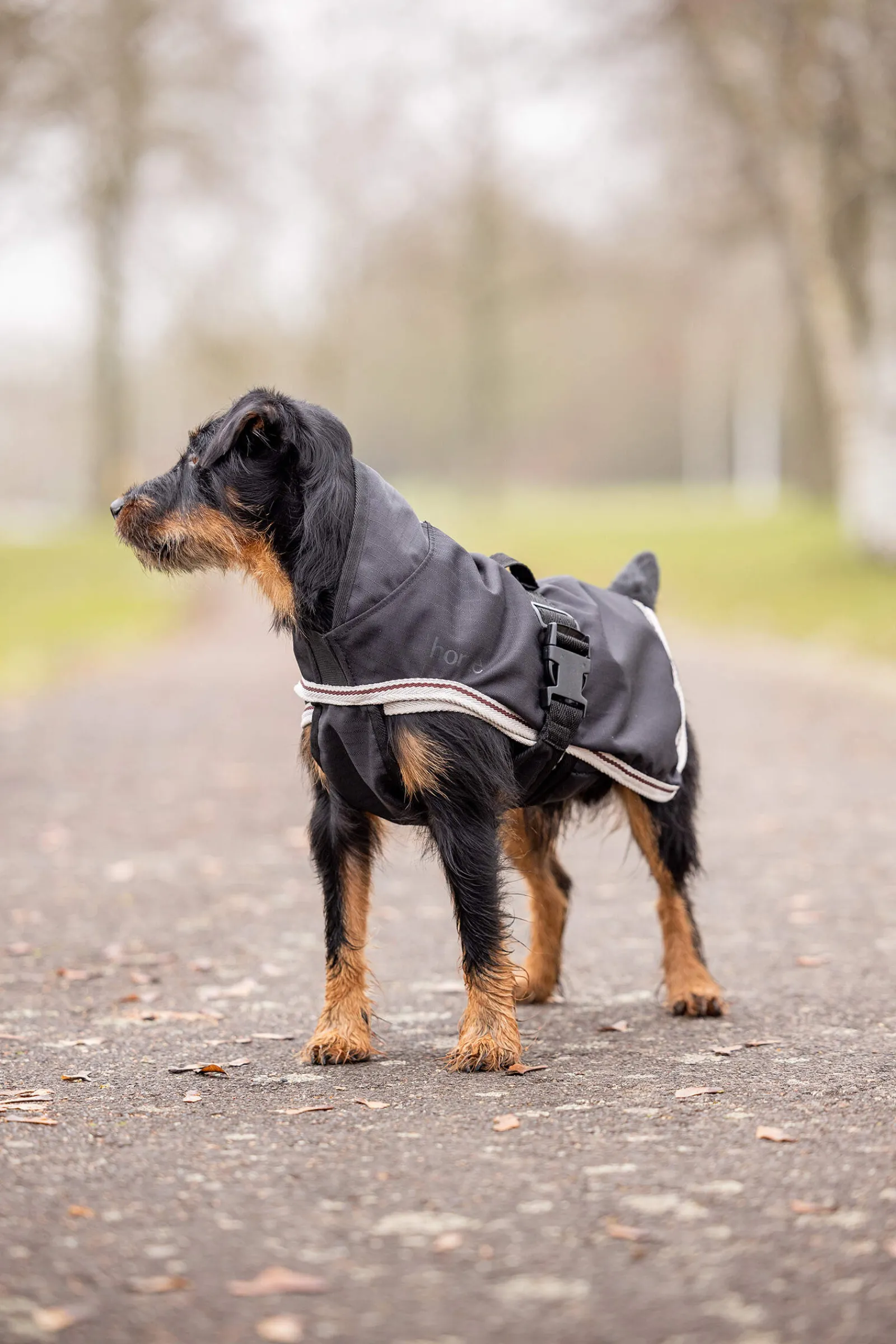 Clearance Sudbury 2-in-1 Dog Rug, 0g, 100g Dog Rugs & Coats