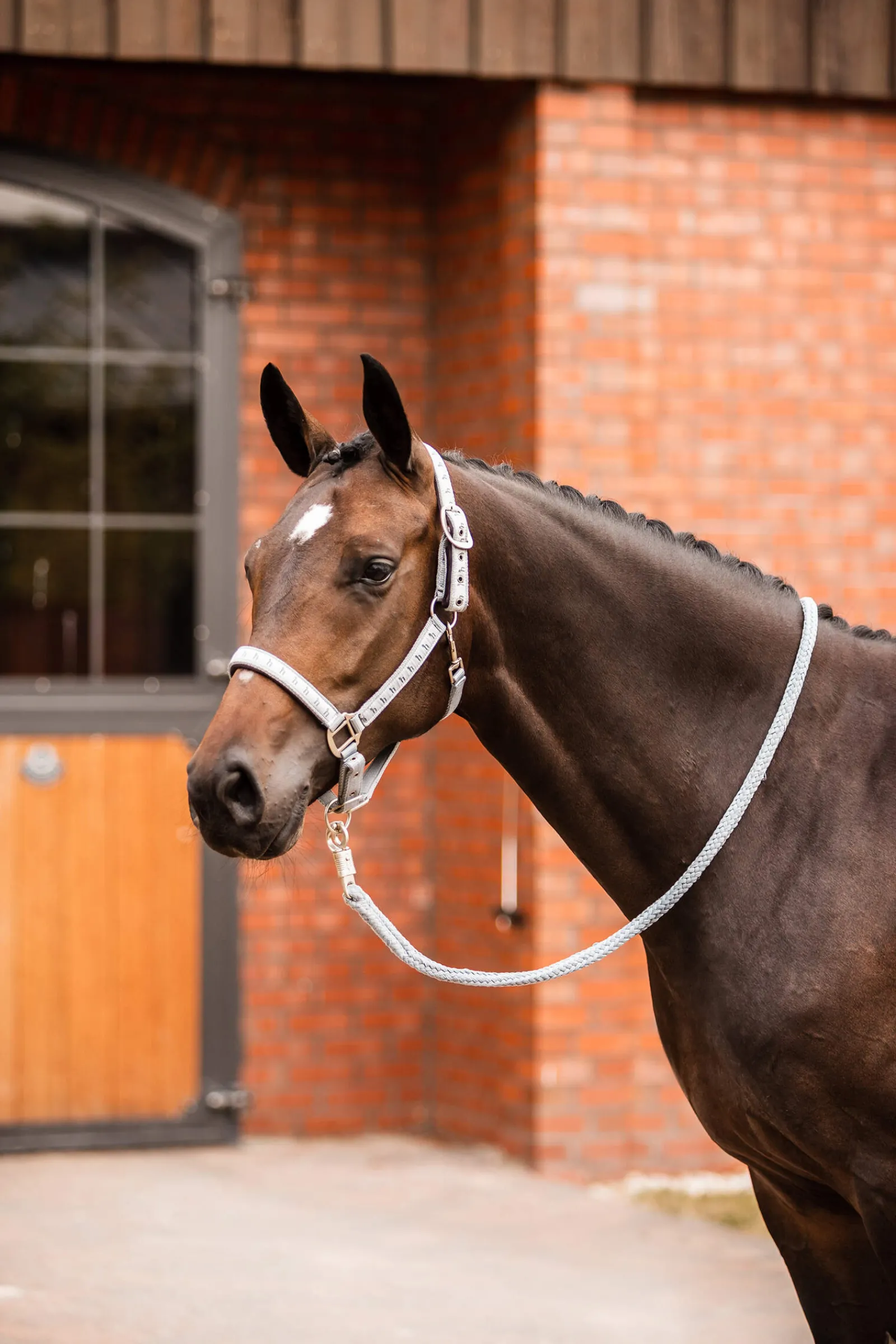 Fashion Victoria Halter Headcollars & Halters