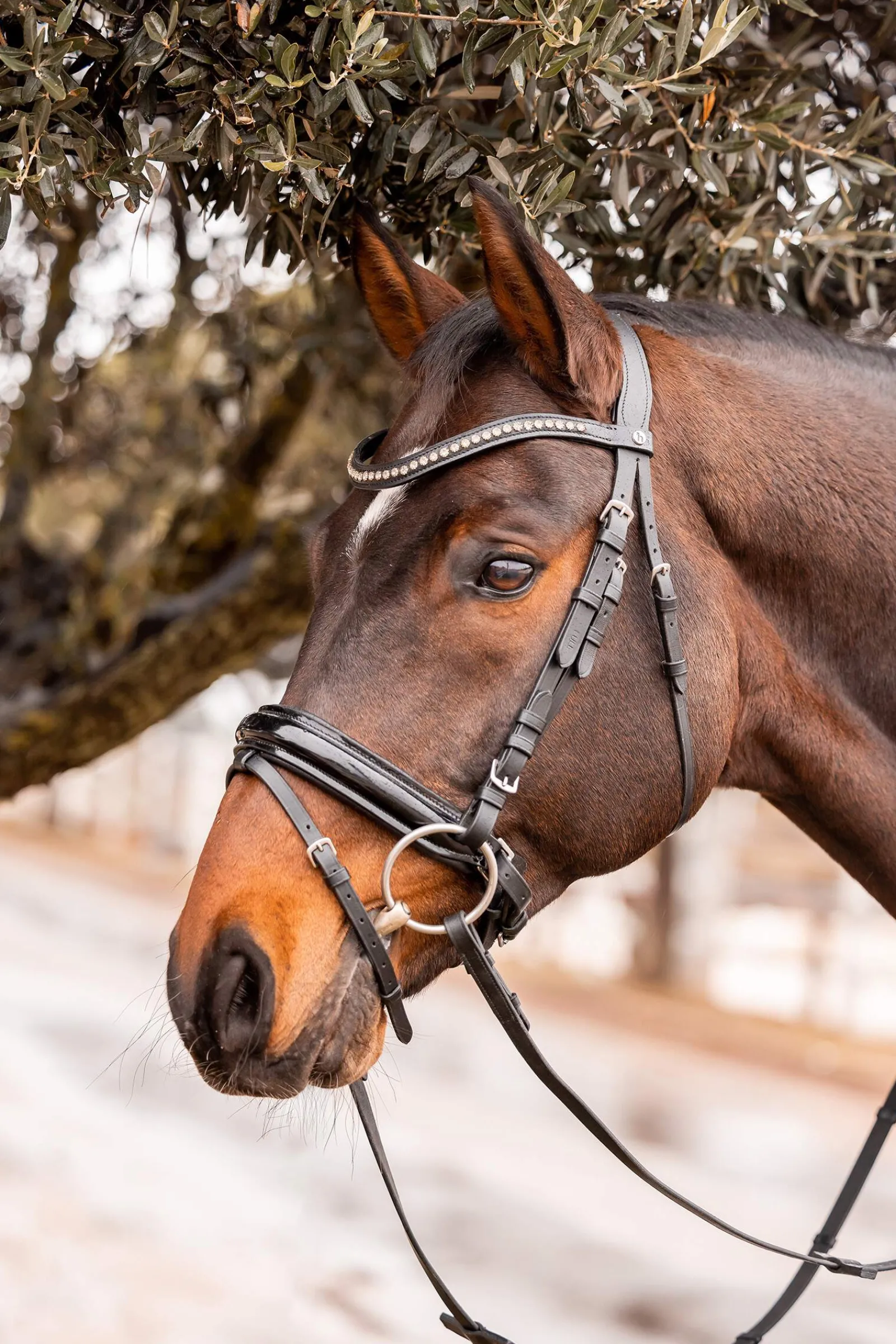 Fashion Wicklow Browband Browbands