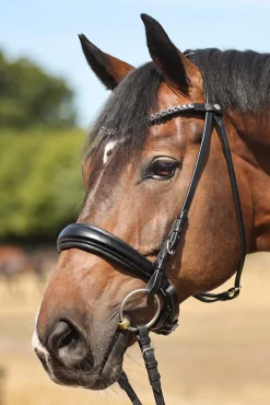 Clearance Ayana KavalSH4 Bridle Pony Bridles & Halters|Bridles & Nosebands