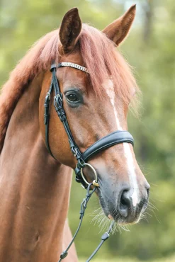 Outlet Bridle Everlyn crank nb-flash Bridles & Nosebands