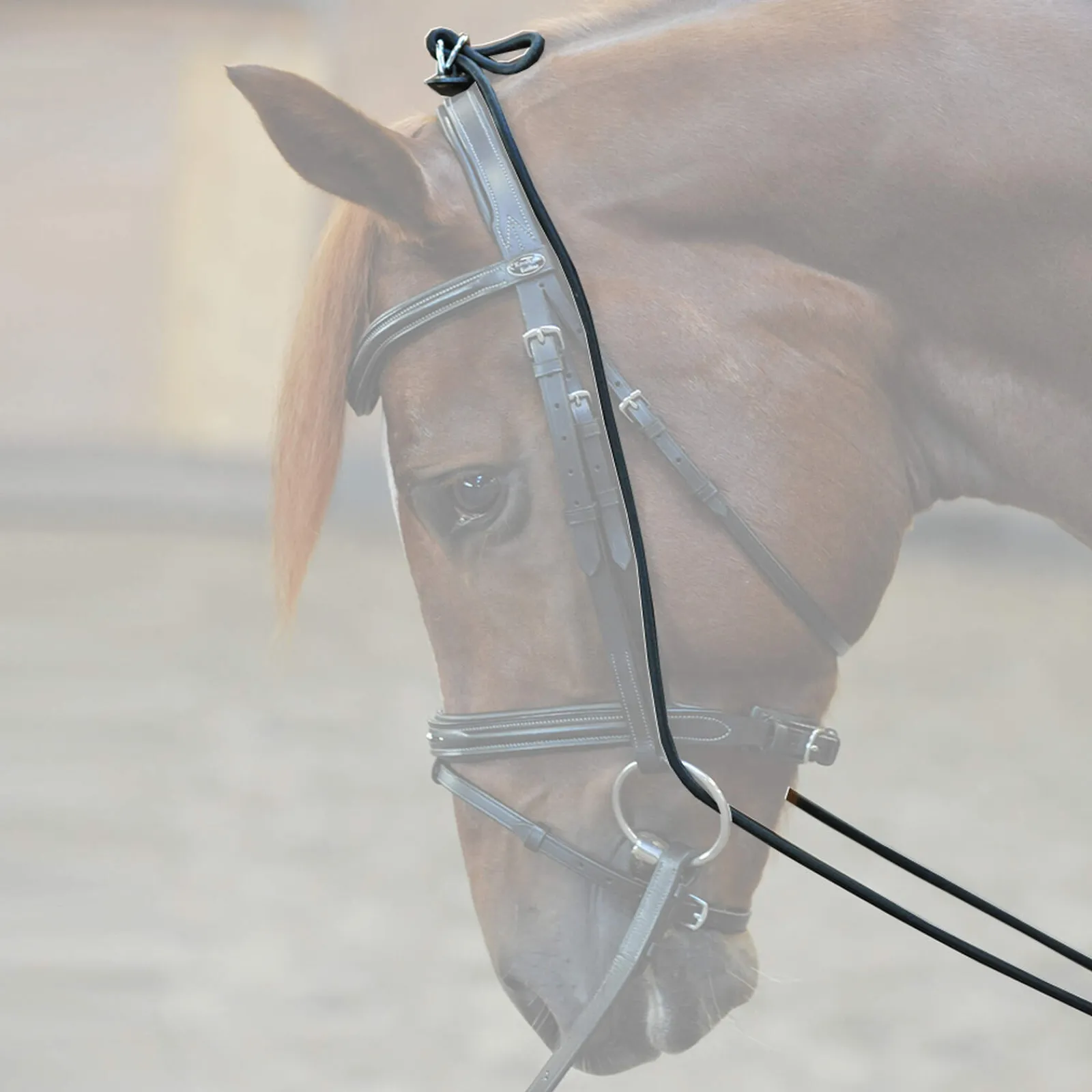 Online Bungie, elastic Lunge Lines & Lunging Ropes|Lunge Lines & Lunging Ropes