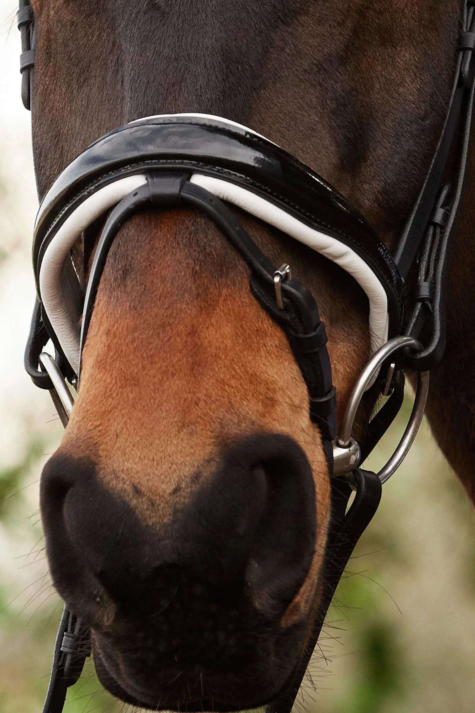 Hot Charlotte Dressage Bridle Crank Noseband Pony Bridles & Halters|Bridles & Nosebands