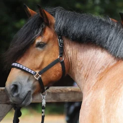Best Draft Horse Classic Halter Headcollars & Halters