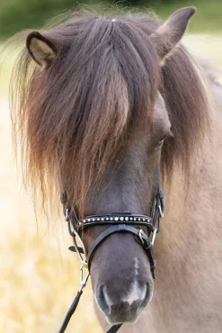 Online Glansandi English Noseband for Kjartan Icelandic Bridle Bridles & Nosebands