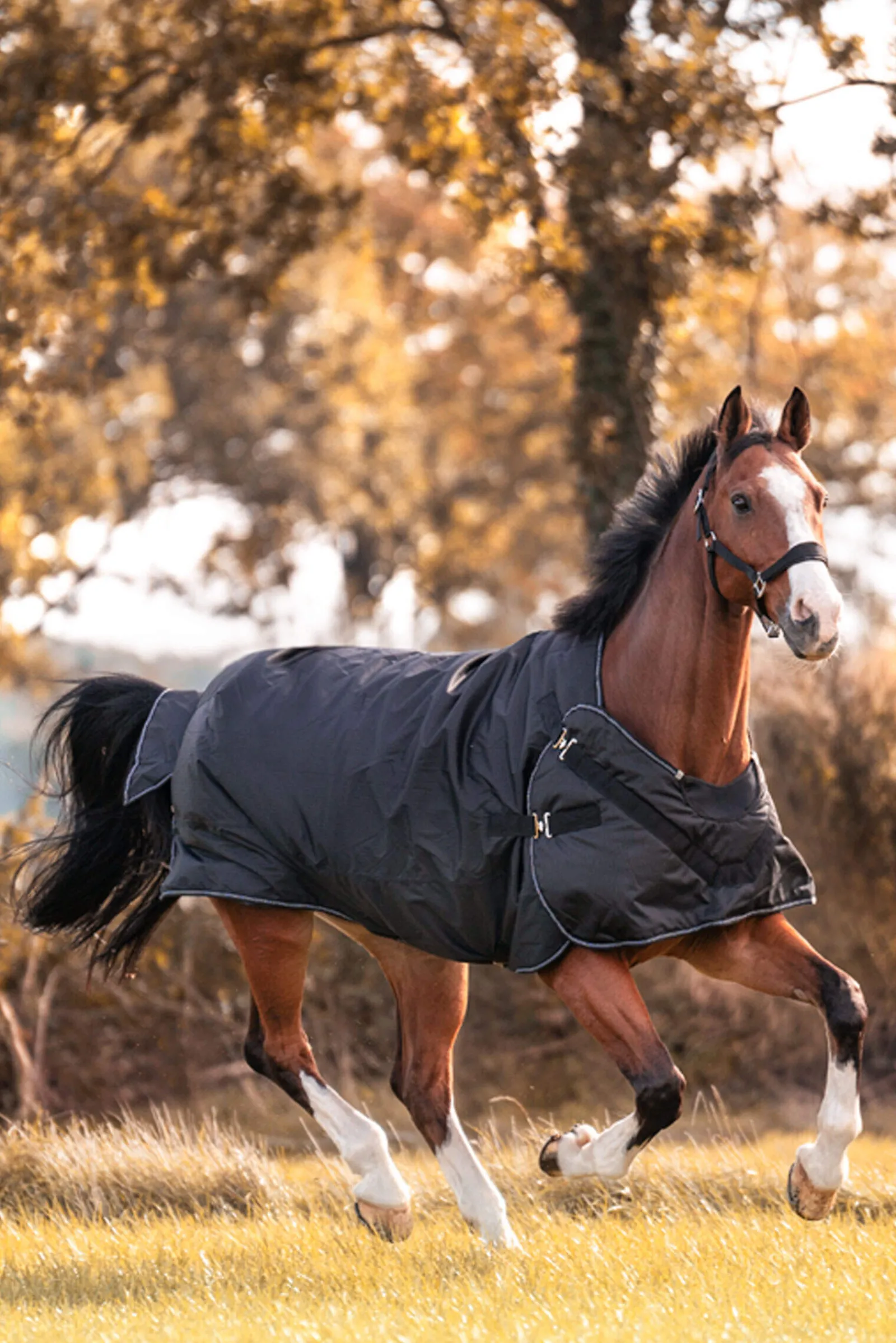 Outlet Halifax 2in1 Turnout and Walker Rug 50g Lightweight Turnout Rugs