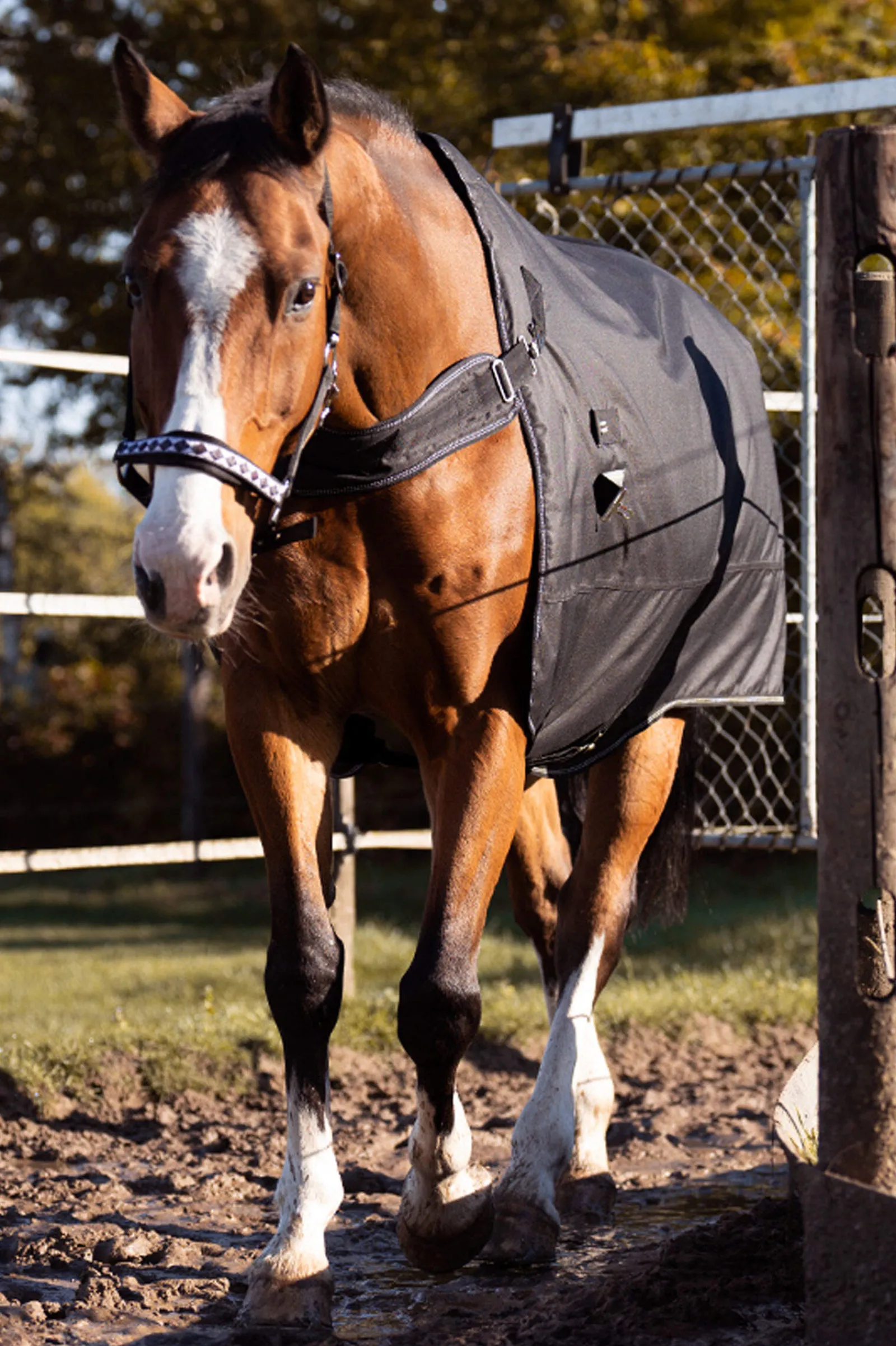 Outlet Halifax 2in1 Turnout and Walker Rug 50g Lightweight Turnout Rugs