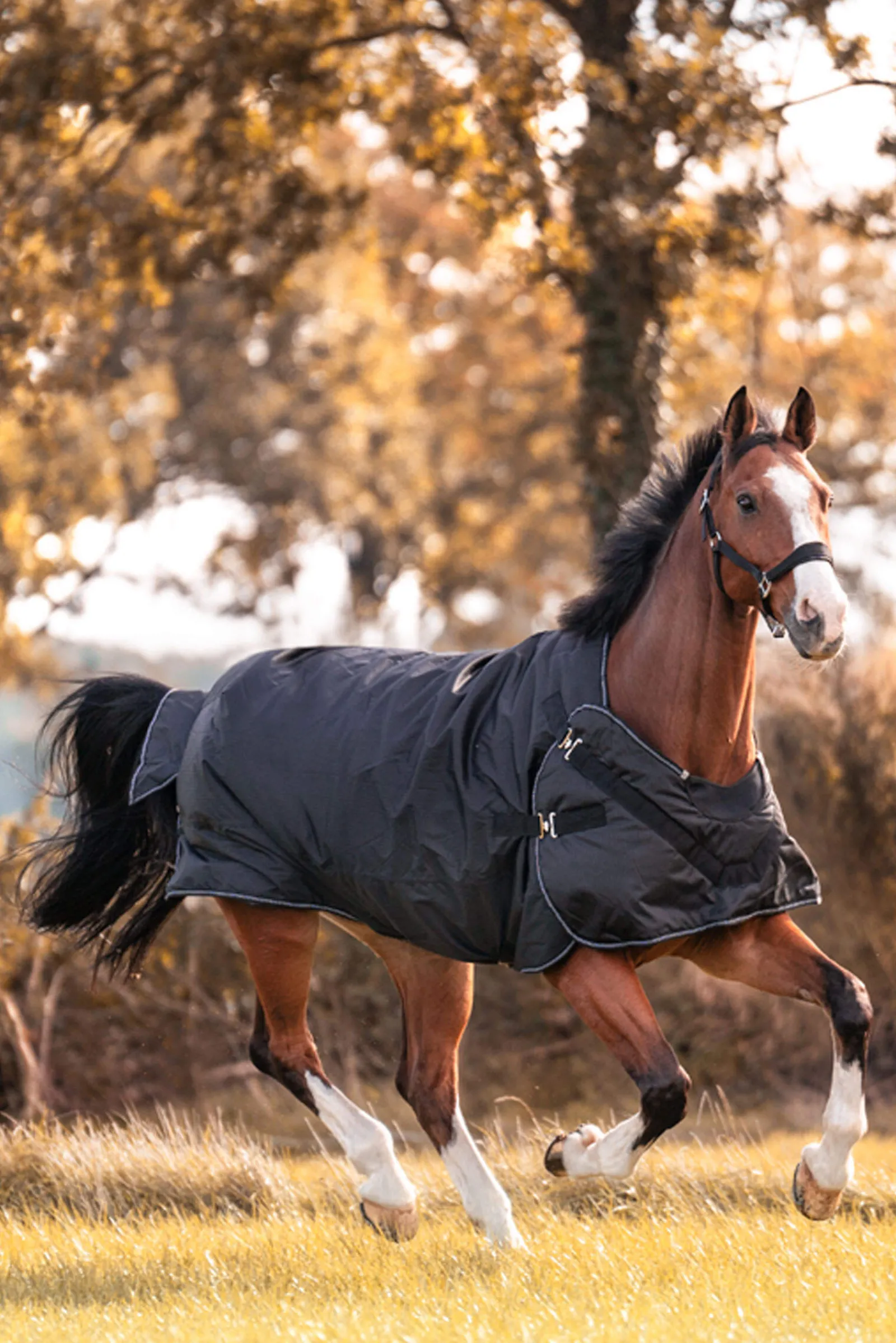 Discount Halifax 2in1 Turnout and Walker Rug 200g Medium & Heavyweight Turnout Rugs