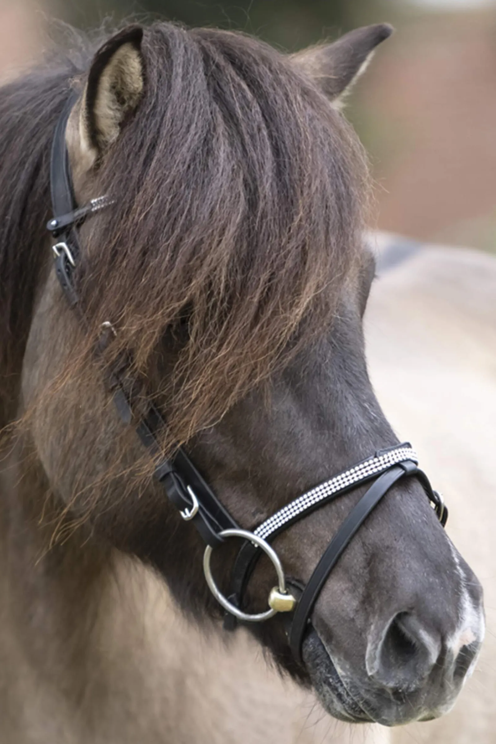 New Hvítur English Noseband for Aradis Icelandic Bridle Bridles & Nosebands