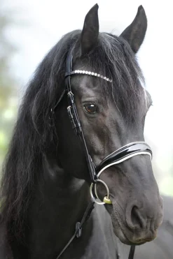 Hot KavalSH4 Juliana English Combined Bridle Pony Bridles & Halters|Bridles & Nosebands