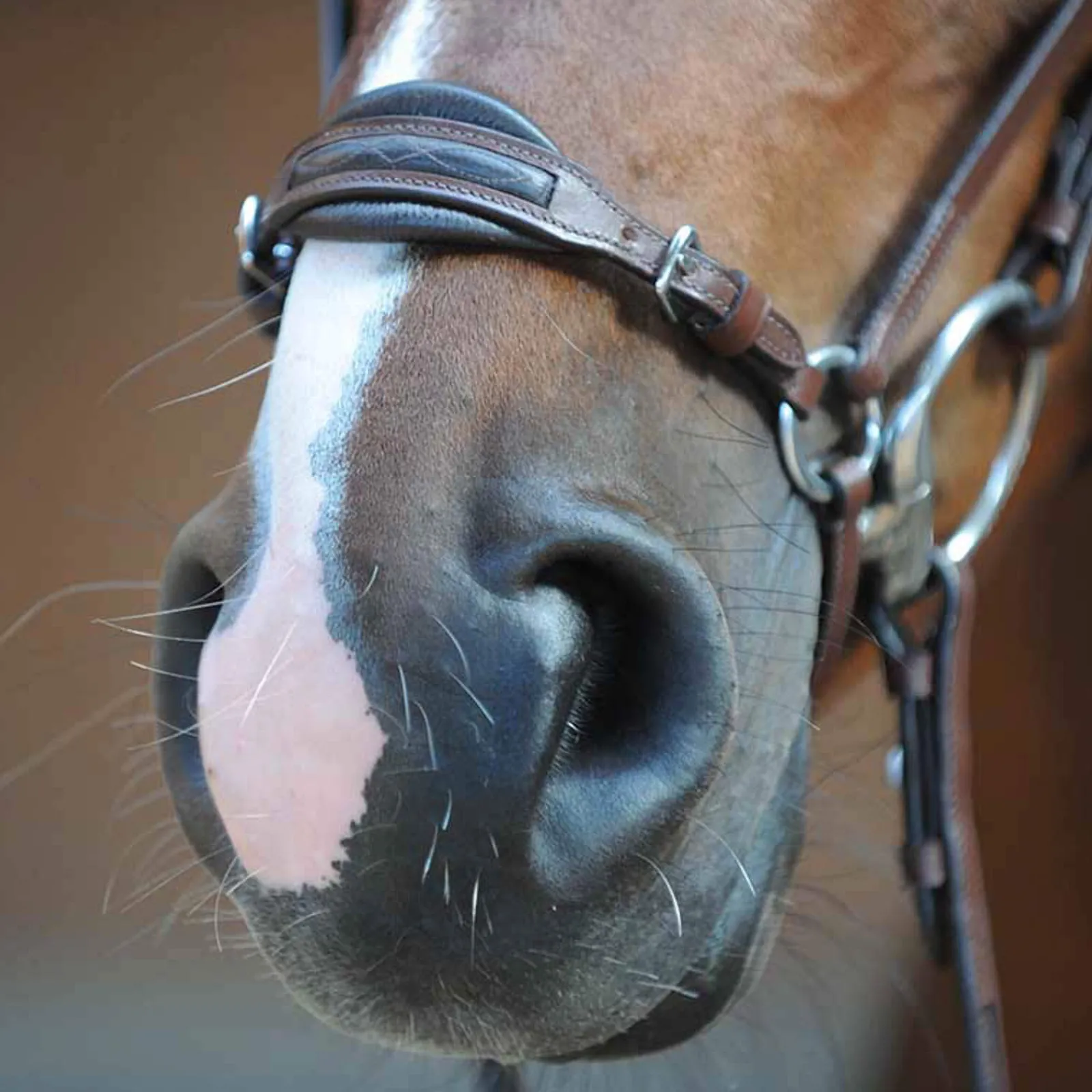 Hot Levana Bridle Bridles & Nosebands