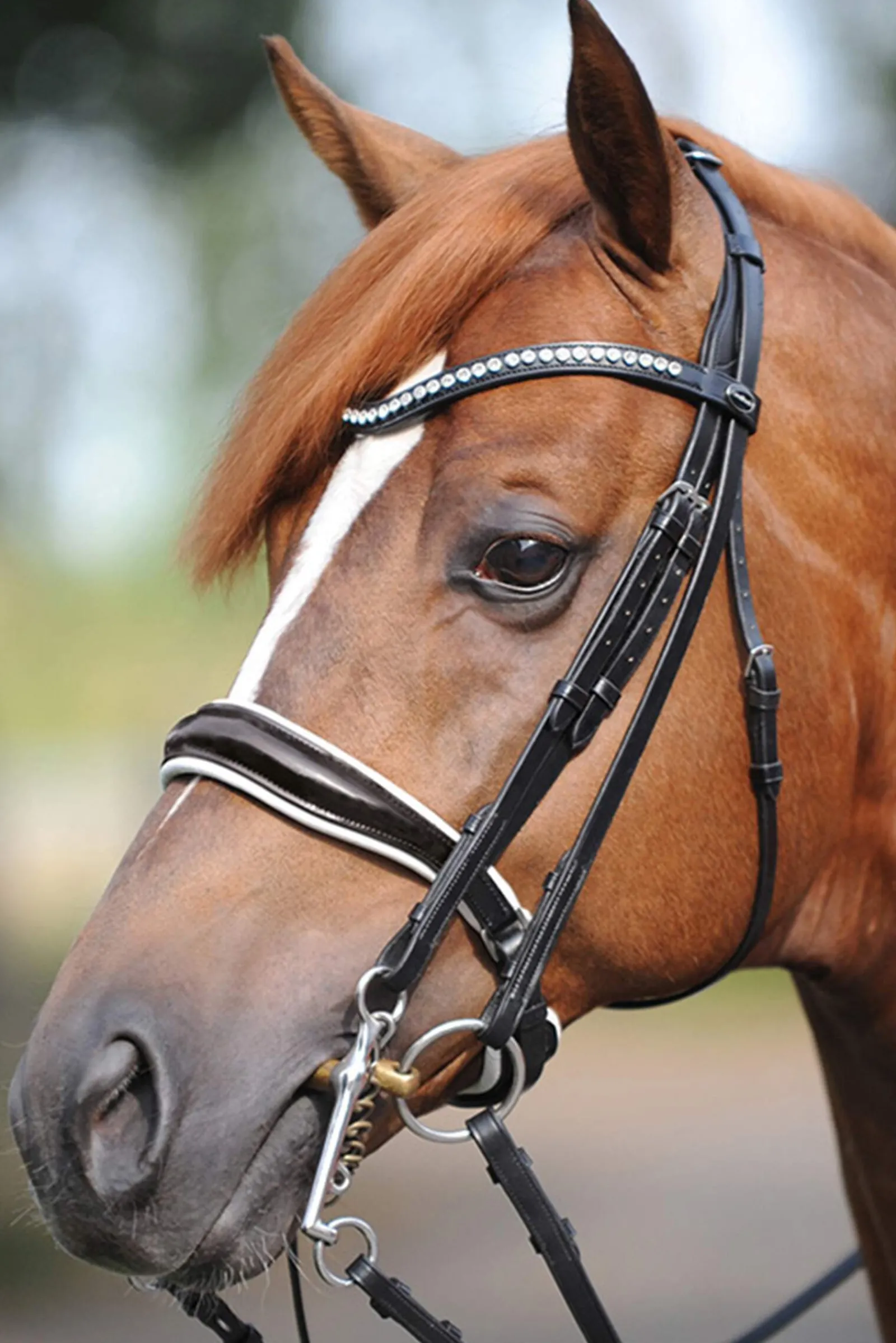 Discount Weymouth bridle Antonia, crank noseband Bridles & Nosebands