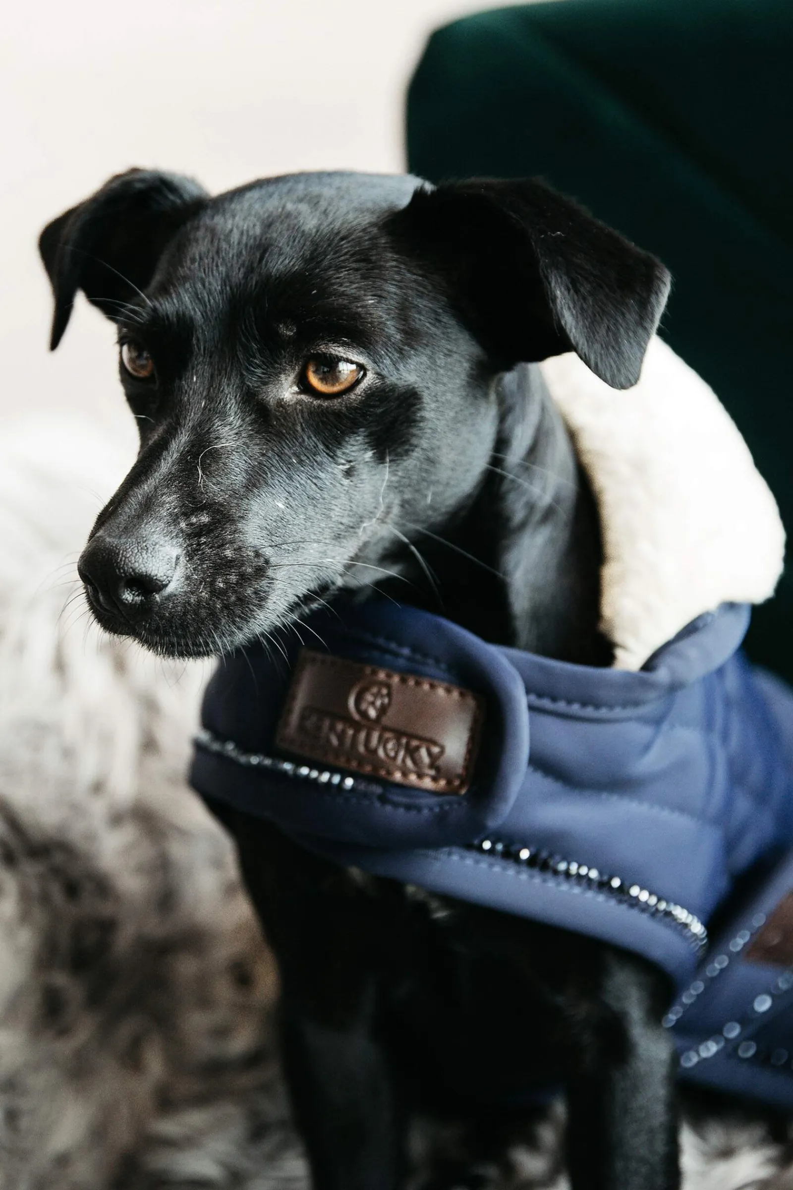 Discount Kentucky Dogwear Dog Coat Pearls Dog Rugs & Coats