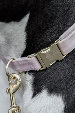 Hot Kentucky Dogwear Dog Collar Velvet Dog Collars