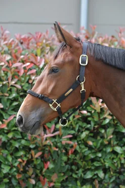 Discount Horsewear Control Halter Headcollars & Halters