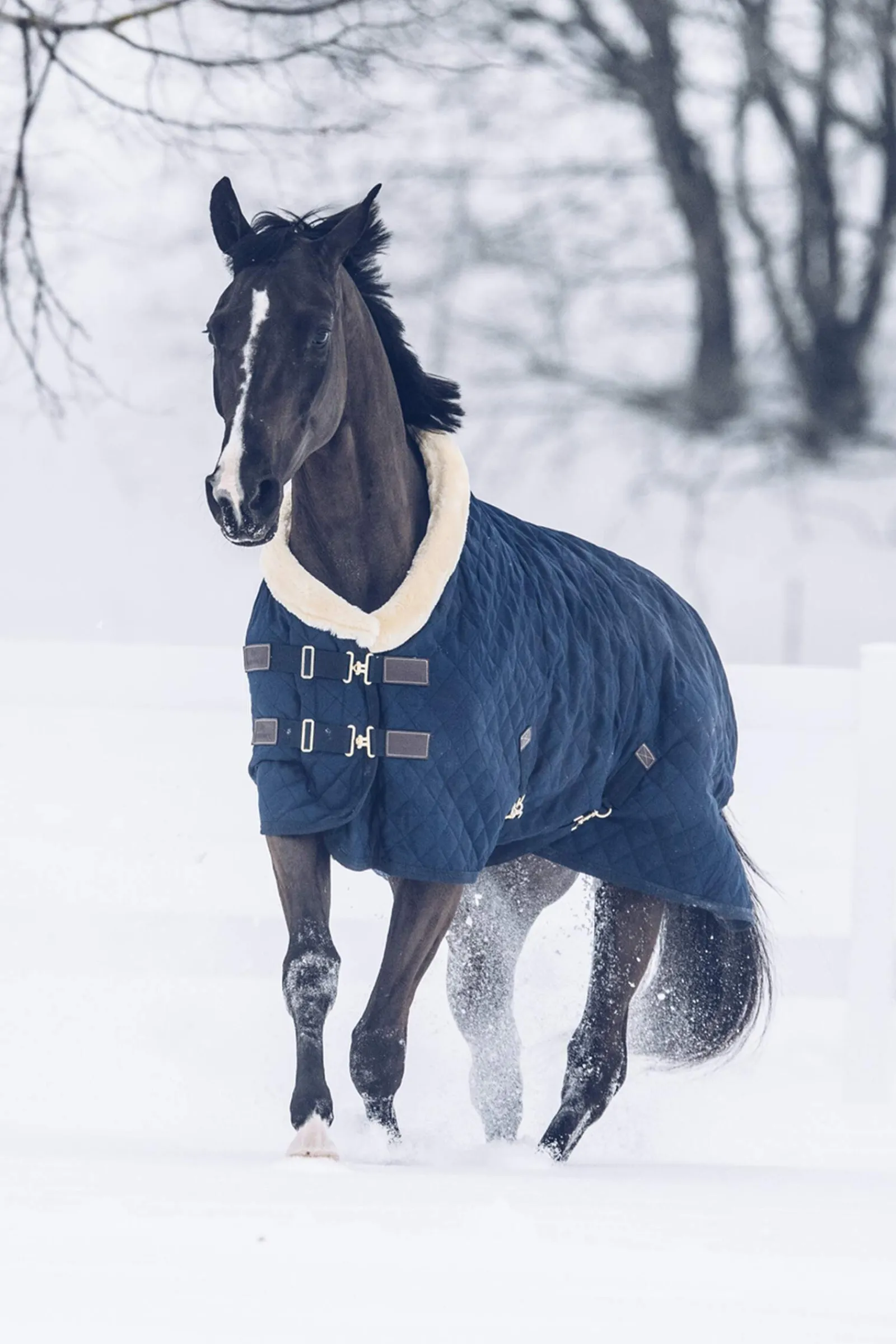 Discount Horsewear Show Rug, 160g Stable Rugs & Liners