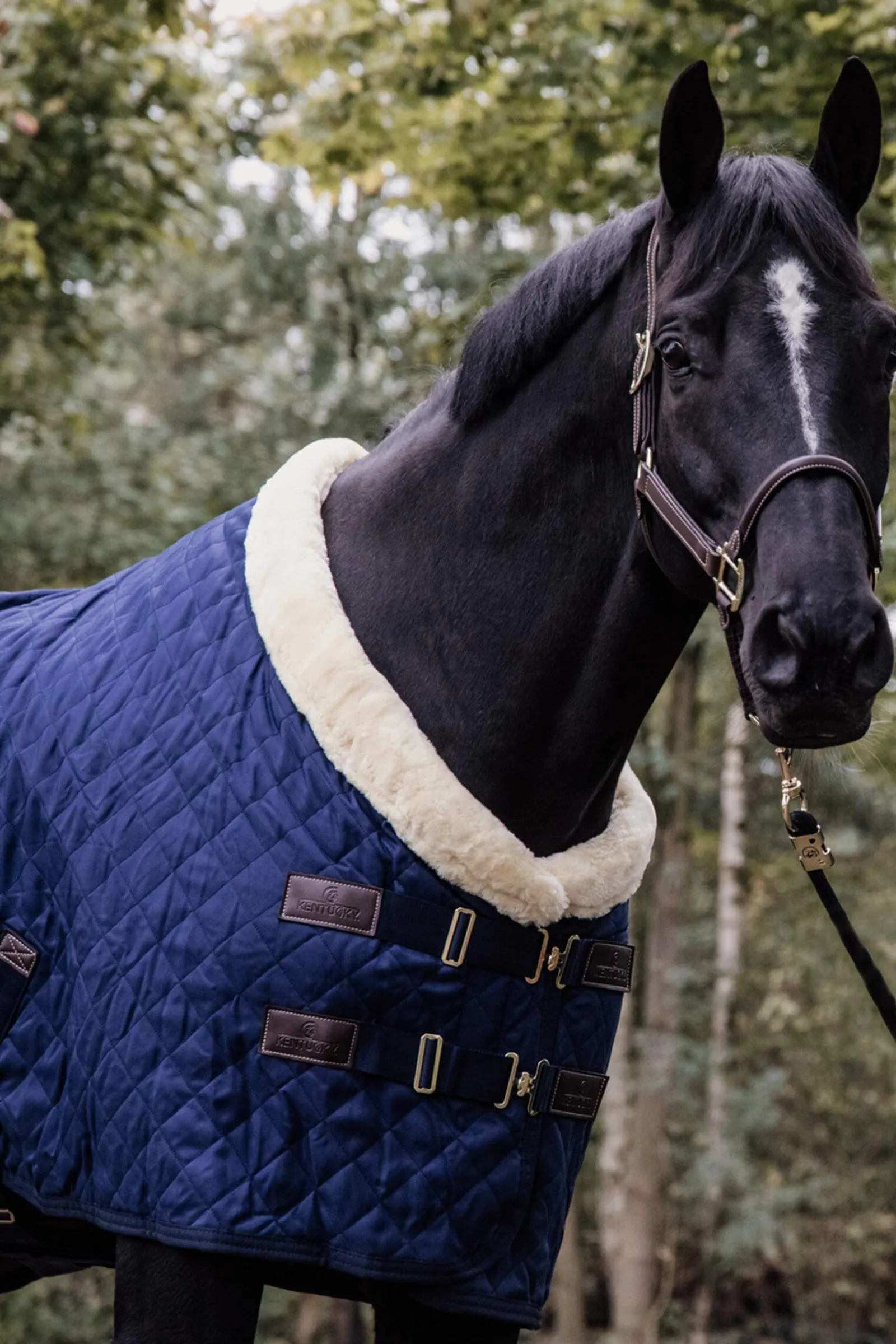 Discount Horsewear Show Rug, 160g Stable Rugs & Liners