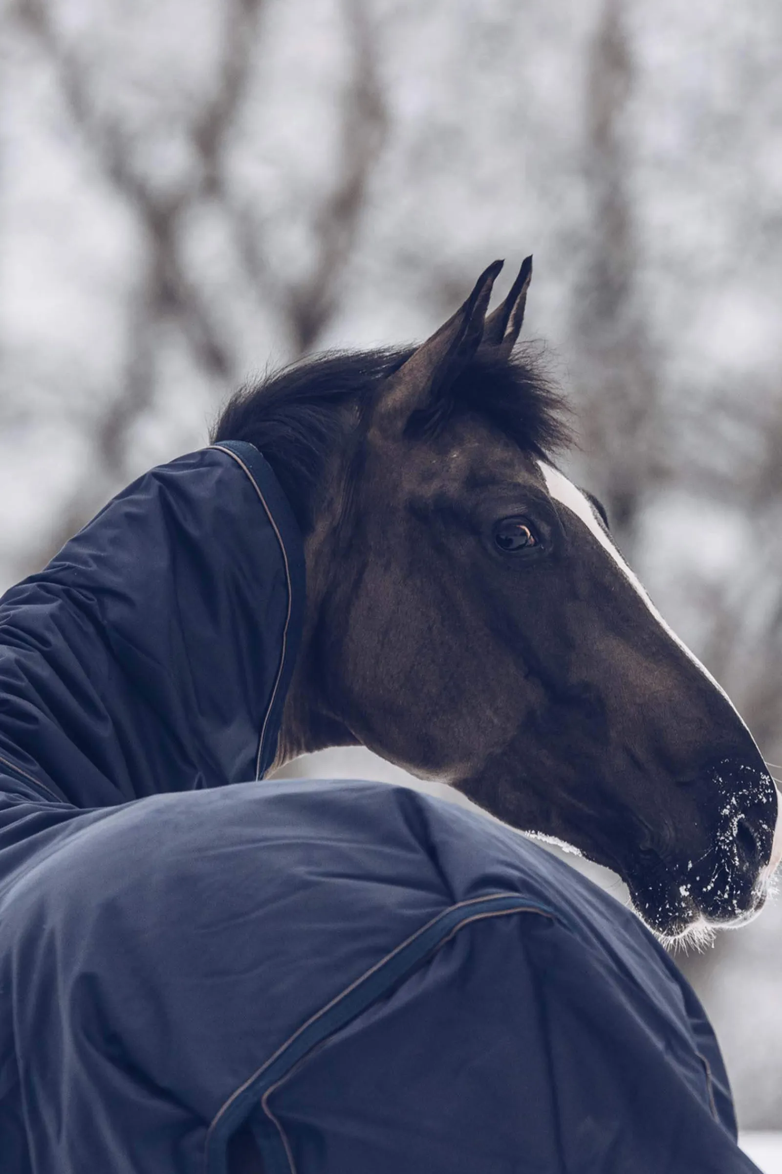 Clearance Horsewear Turnout Rug All Weather Waterproof Classic, 300g Medium & Heavyweight Turnout Rugs