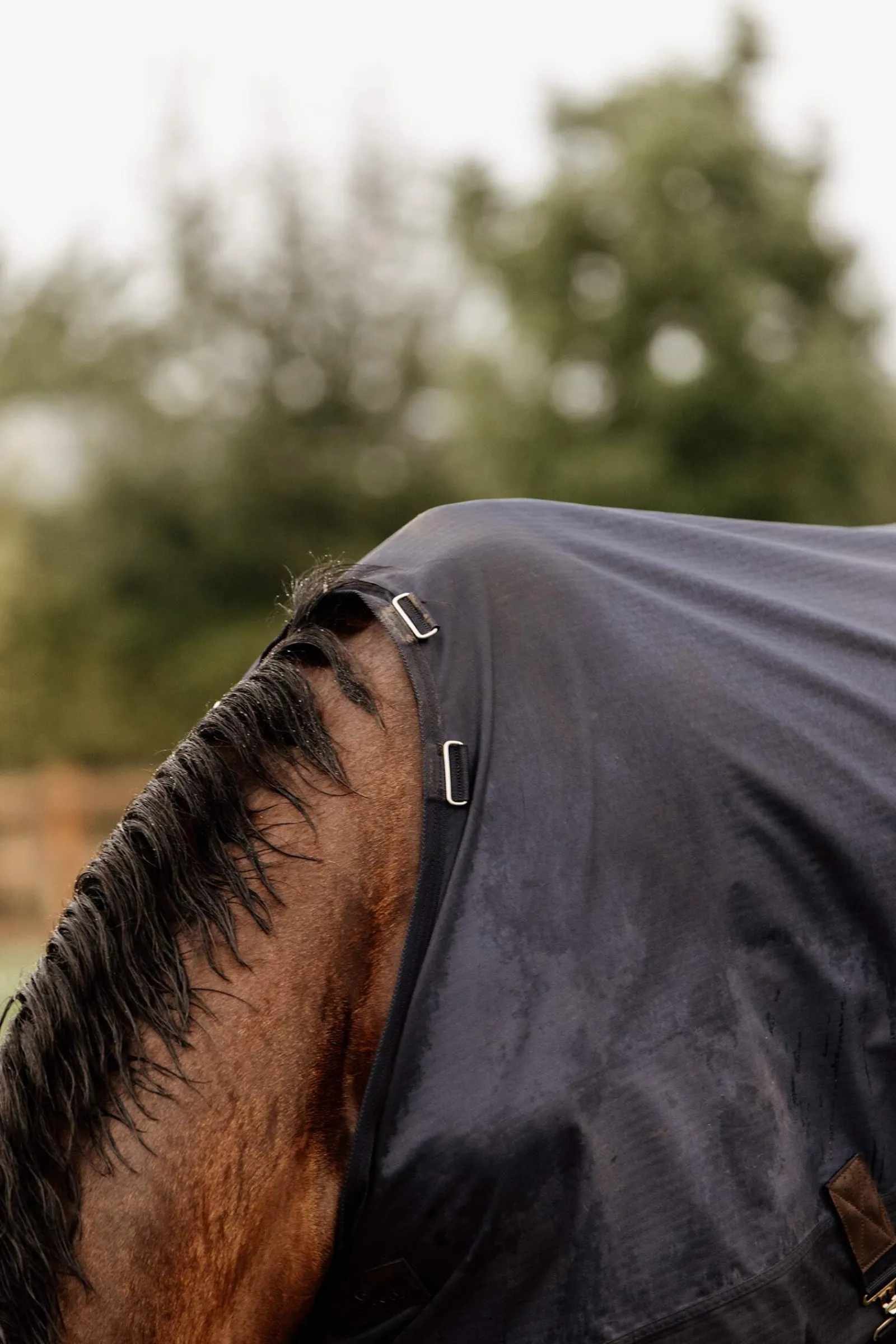 Outlet Horsewear Turnout Rug All Weather, 300g Medium & Heavyweight Turnout Rugs