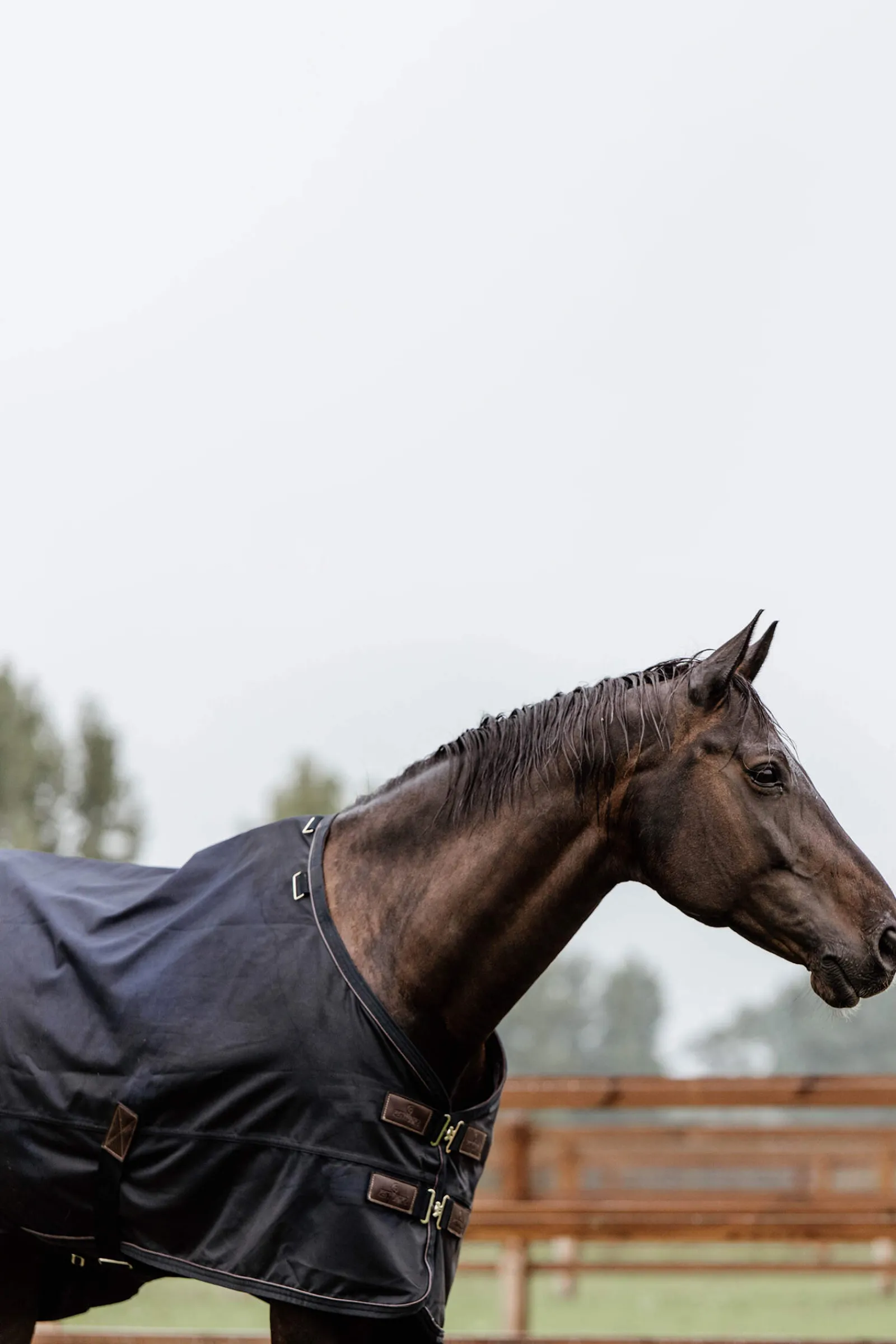 Outlet Horsewear Turnout Rug All Weather, 300g Medium & Heavyweight Turnout Rugs