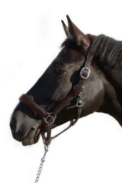 New Ultrasoft® Deluxe Leather Headcollar Headcollars & Halters