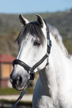 Discount Anatomic Leather Head Collar Leather Headcollars