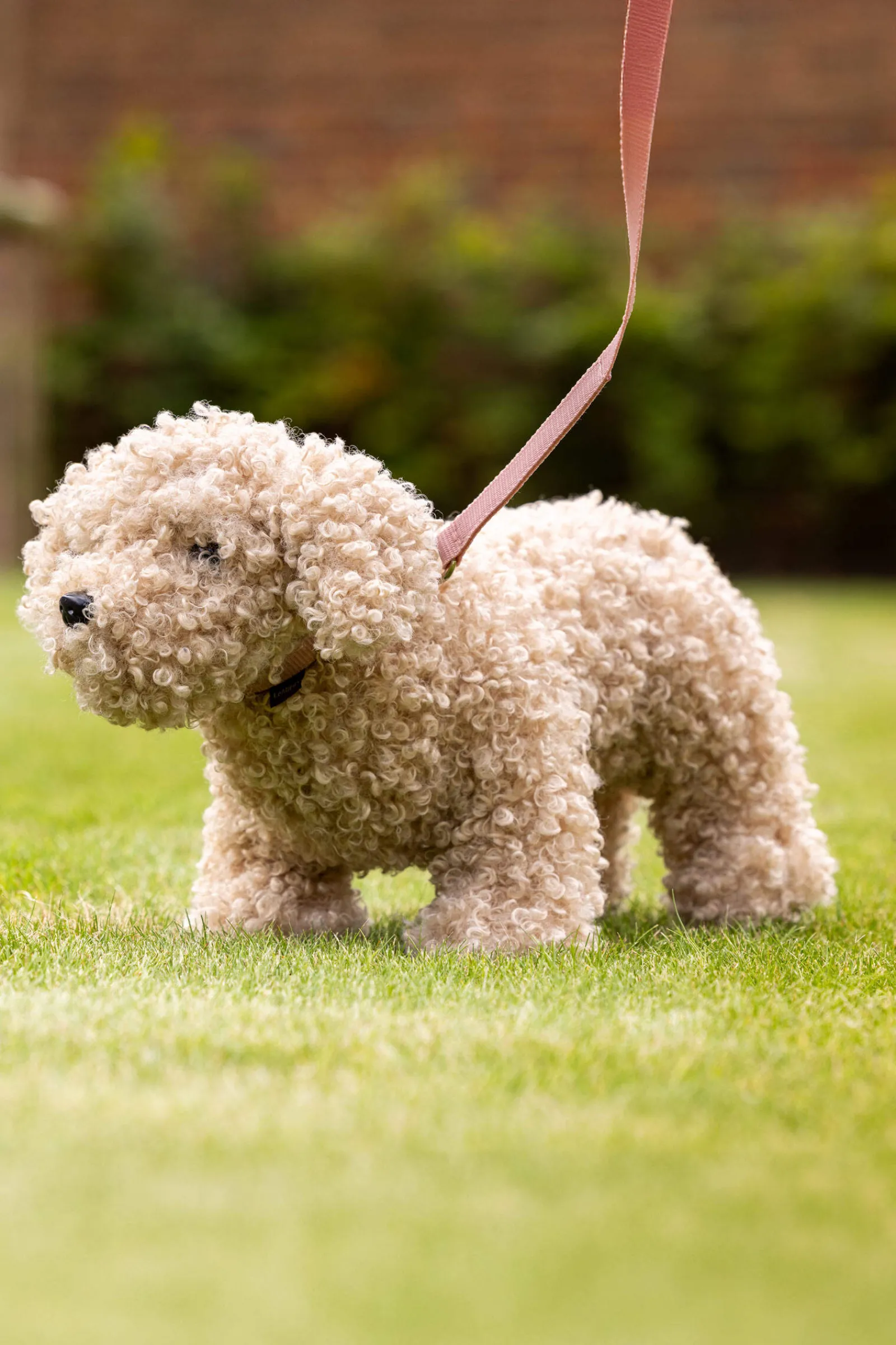 Clearance Chester Toy Puppy Gifts & Horse Toys