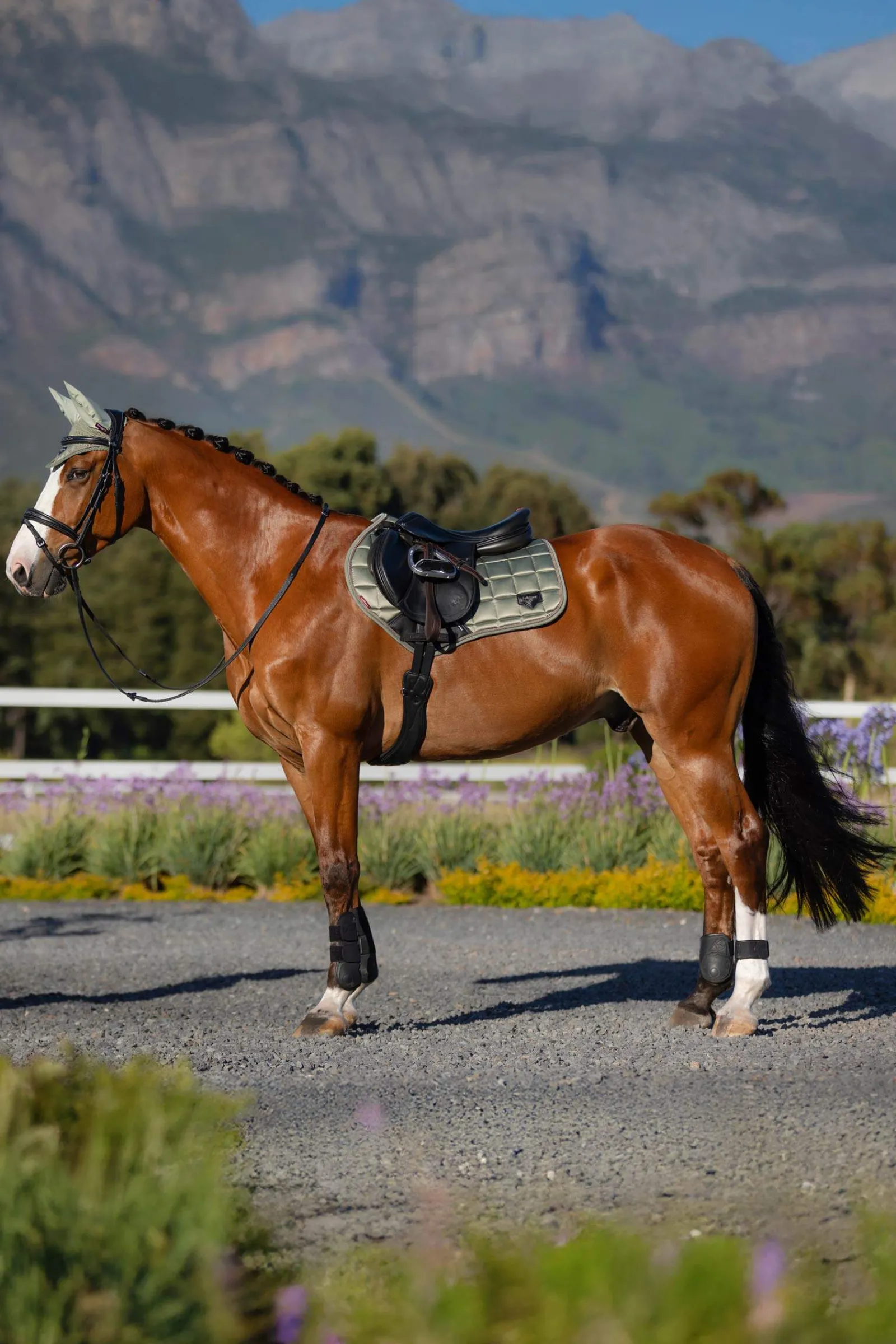 Best Loire Square CC Jumping Saddle Pad Pony Saddle Pads|All Purpose & Jumping Saddle Pads