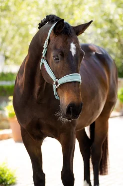 Discount Versailles Headcollar Headcollars & Halters