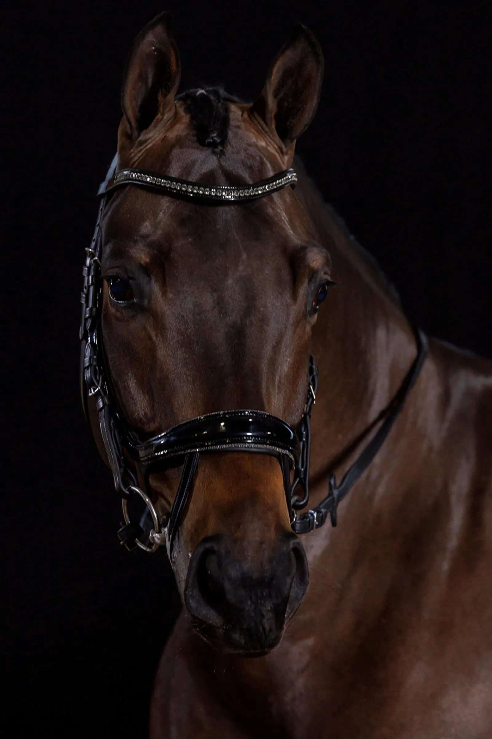 Clearance Schockemöhle Sports Equitus Beta Glam Bridle Pony Bridles & Halters|Bridles & Nosebands