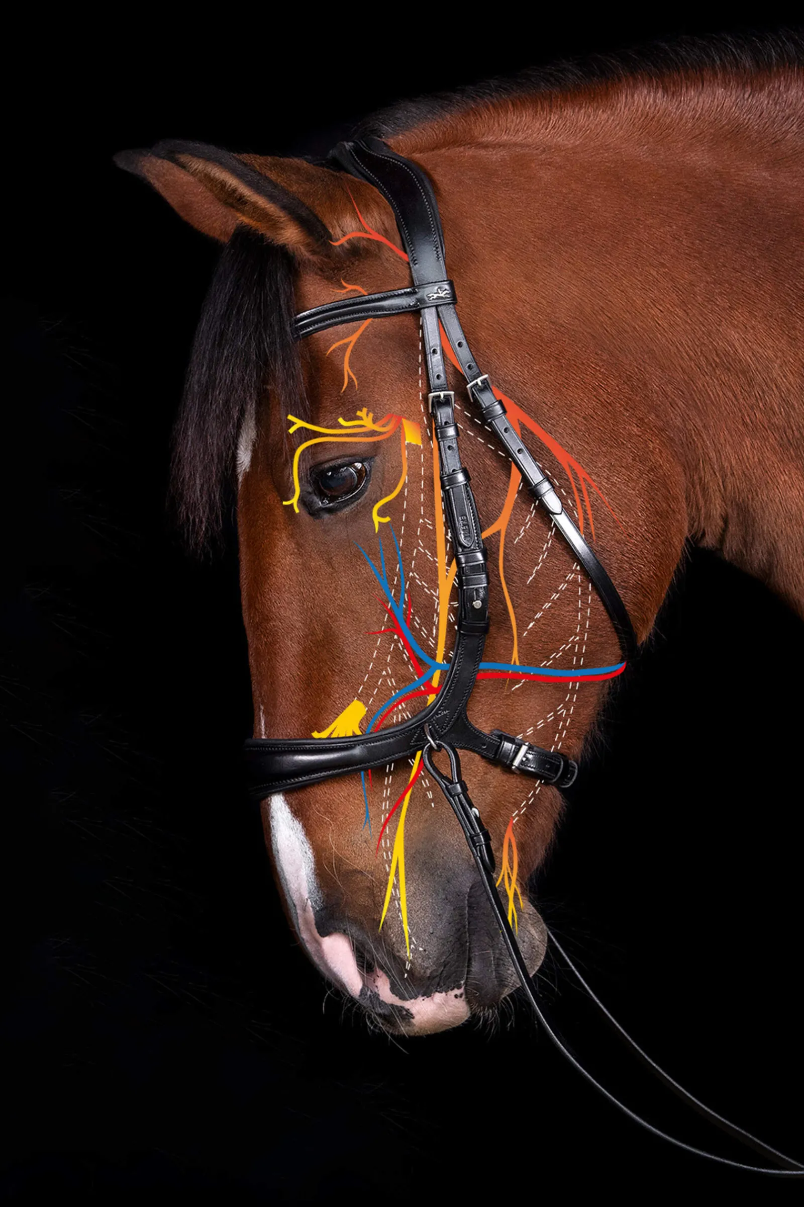 New Schockemöhle Sports Equitus Theta 3in1 Bridle Bridles & Nosebands