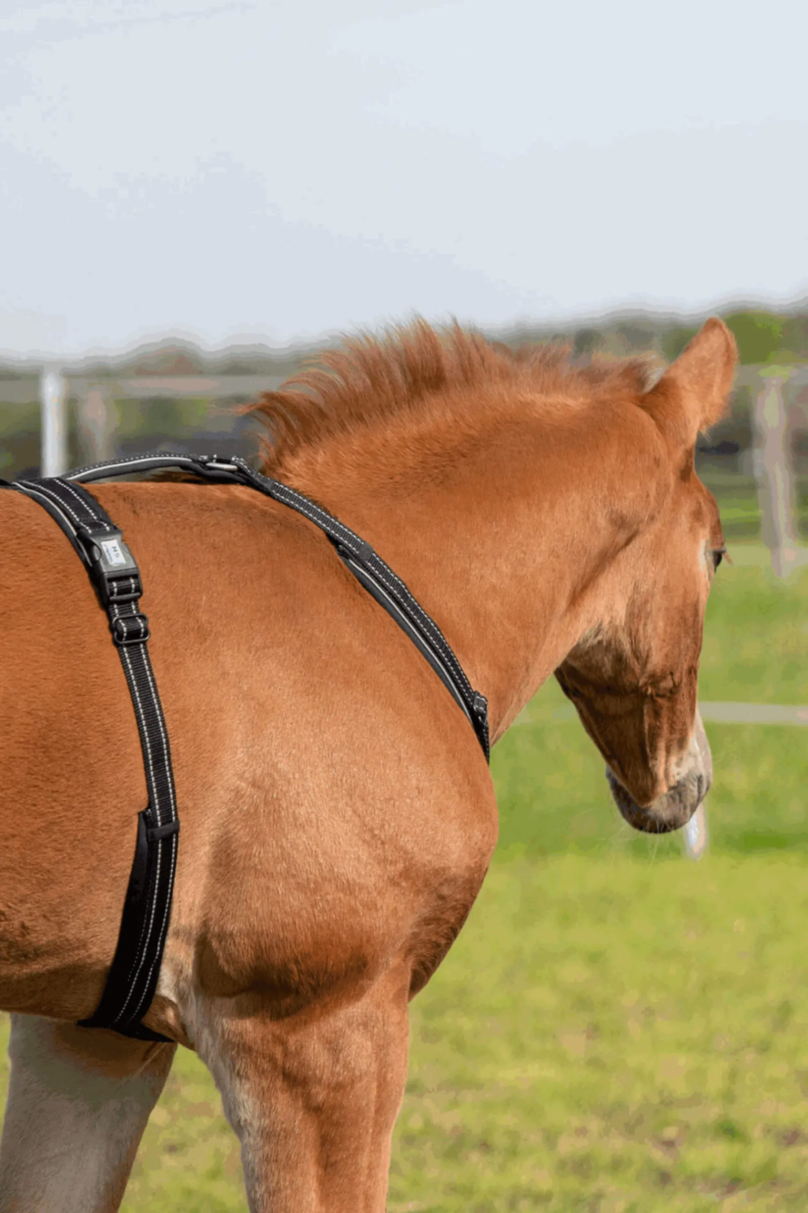 Sale Foal Harness Headcollars & Halters