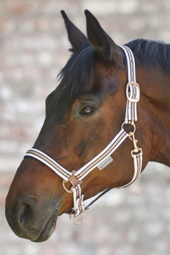 Fashion Shine Halter Headcollars & Halters