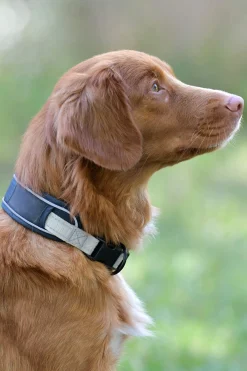 Clearance Explorer Dog Collar Dog Collars
