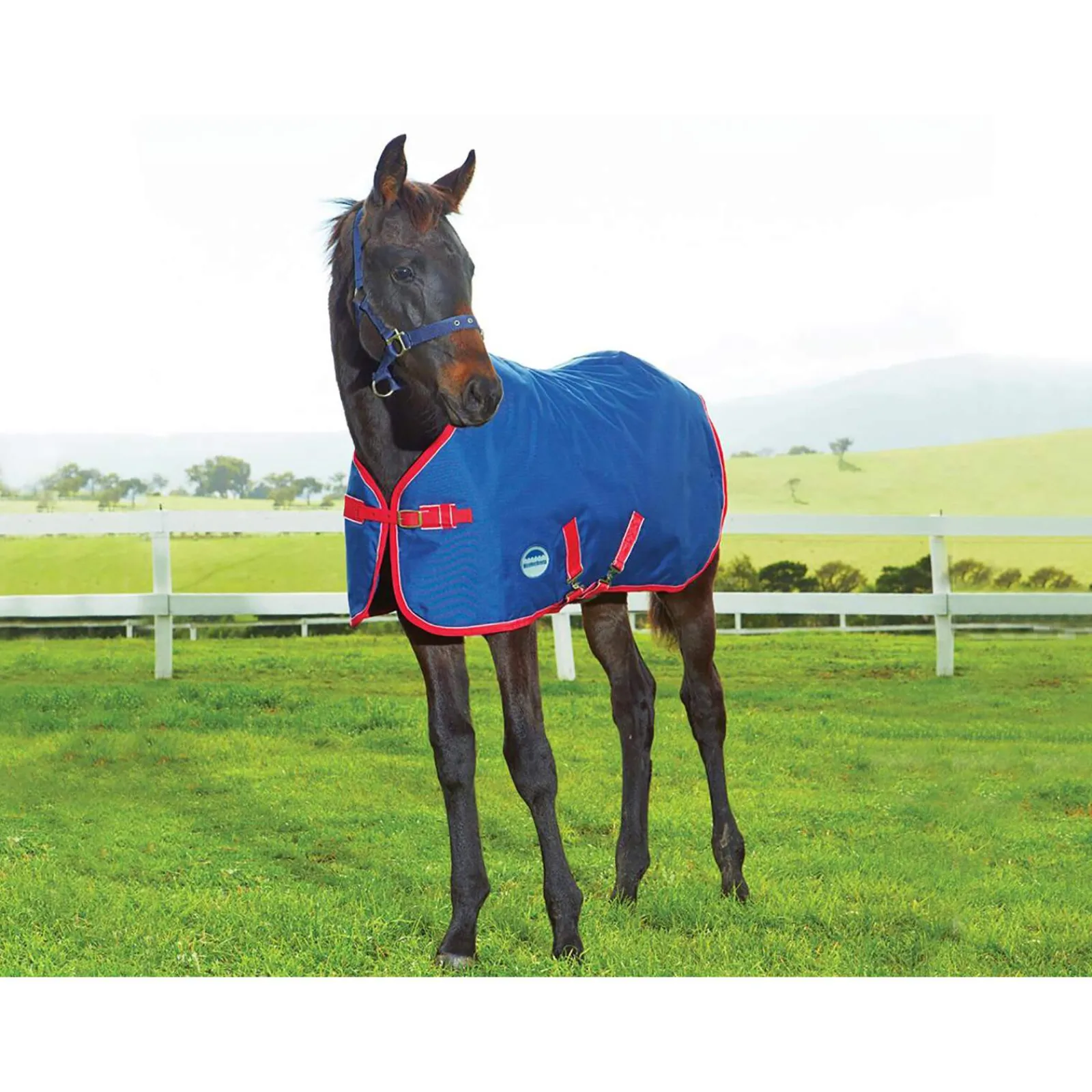Sale Original Foal Rug, 220g Medium & Heavyweight Turnout Rugs