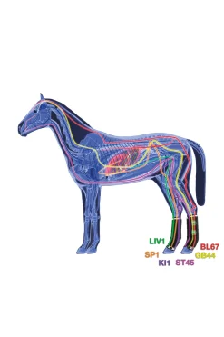 New Therapeutic Support Boot Air rear Horse Boots